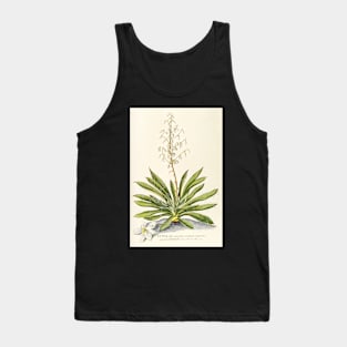 Agave filifera - botanical illustration Tank Top